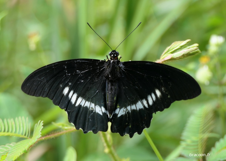 	Battus polydamas neodamas