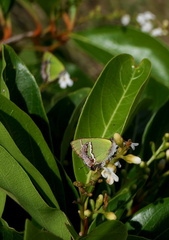 	Chlorostrymon simaethis simaethis