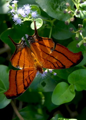 	Marpesia petreus damicorum