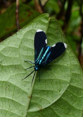 	Napata rabdonota	