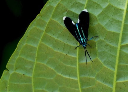 	Napata rabdonota	