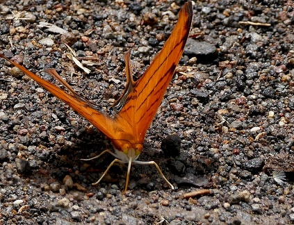 	Marpesia petreus damicorum