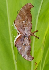 	Marpesia petreus damicorum