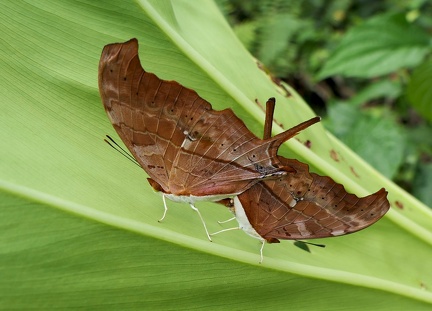 	Marpesia petreus damicorum