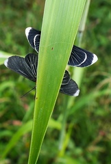 	Melanchroia chephise	