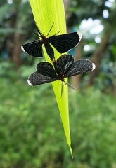 	Melanchroia chephise	