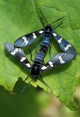 	Syntomeida melanthus