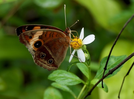 	Junonia evarete zonalis