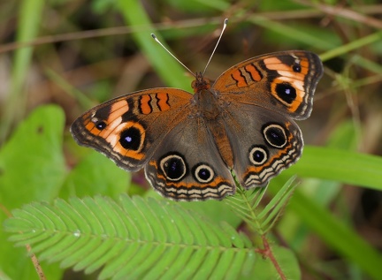 	Junonia evarete zonalis