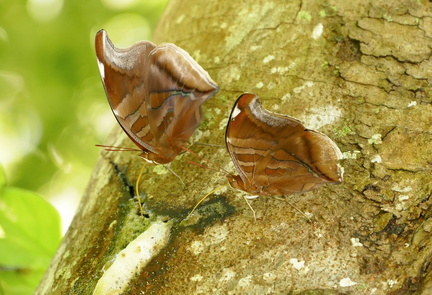 	Historis odius caloucaera	