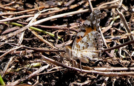 	Vanessa cardui