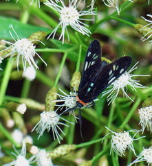 	Eriphioides toddi