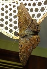 	Ascalapha odorata	