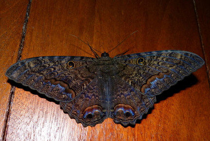 	Ascalapha odorata	