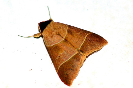 	Baniana veluticollis	