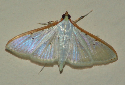 	Palpita persimilis