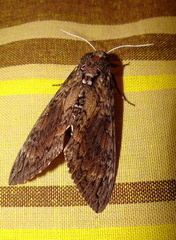 	Manduca sexta	