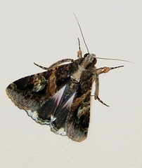 	Melipotis famelica