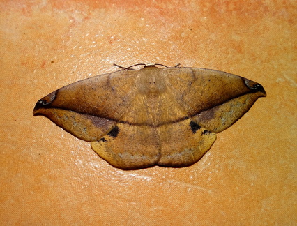 	Oxydia vesulia	