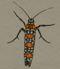 	Atteva aurea