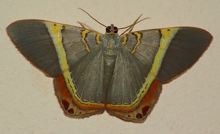 	Phrygionis cruorata	