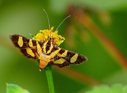 	Syngamia florella Cramer	