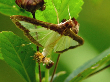 	Diaphania hyalinata Linné	