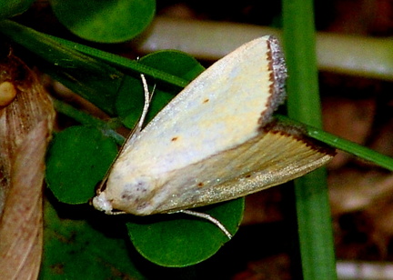 	Marimatha tripuncta