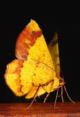 	Erastria decrepitaria	