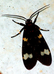 	Eucereon imriei	