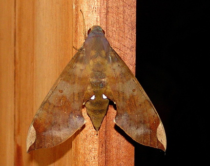 	Pachylia ficus	