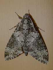 	Manduca rustica	