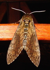 	Manduca sexta