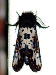 	Xanthopastis timais	