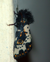 	Xanthopastis timais	