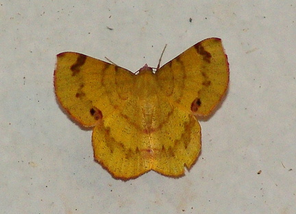 	Erastria decrepitaria	