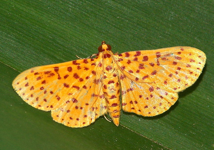 	Polygrammodes elevata