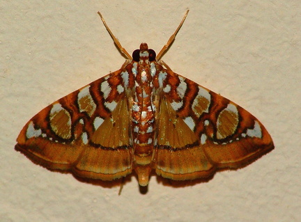 	Glyphodes sibillalis Walker	