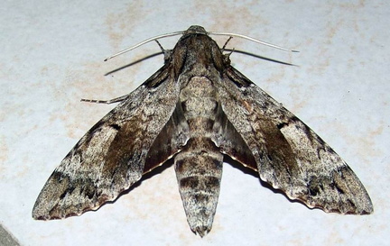 	Pseudosphinx tetrio