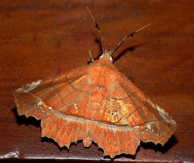 	Syllectra erycata	