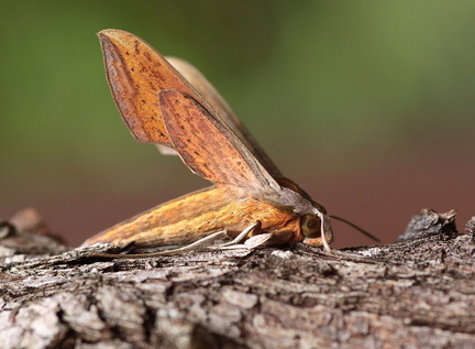 	Xylophanes tersa	