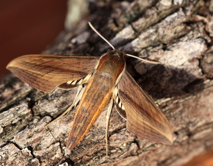 	Xylophanes tersa	