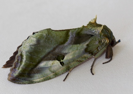 	Eudocima apta