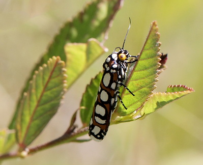 	Cydosia nobilitella	