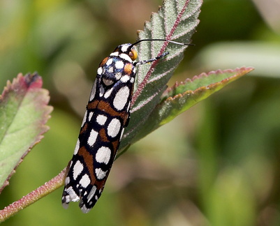 	Cydosia nobilitella	