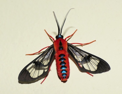 	Cosmosoma demantria