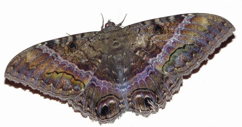 	Ascalapha odorata	