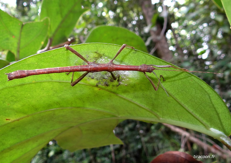 	Lamponius guerini	