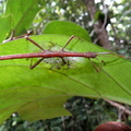 	Lamponius guerini	