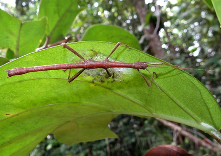 	Lamponius guerini	